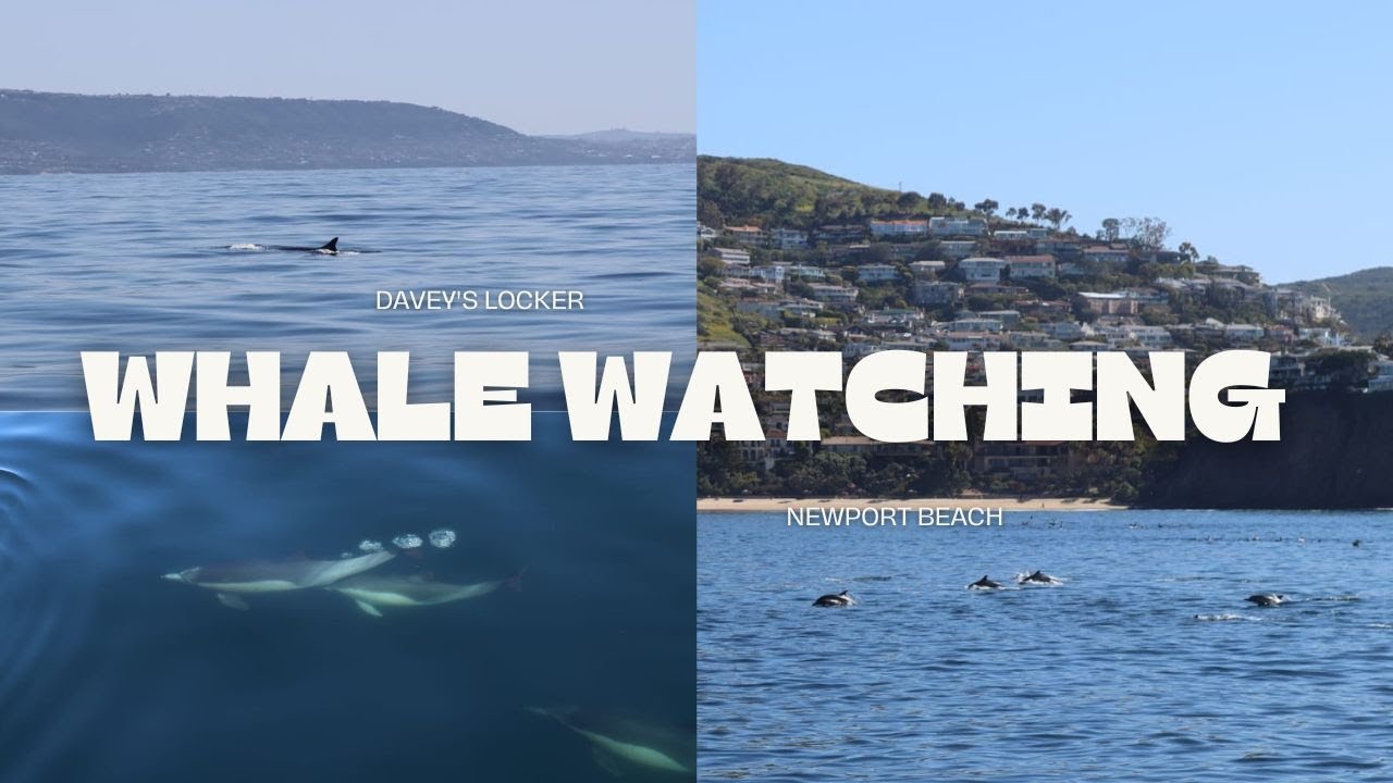 Amazing Whale Watching in Newport Beach, California! 🐋✨