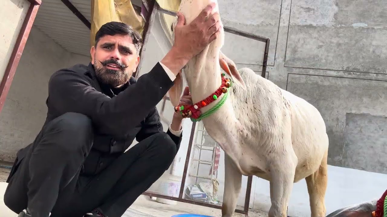 #punganur#cowlover 