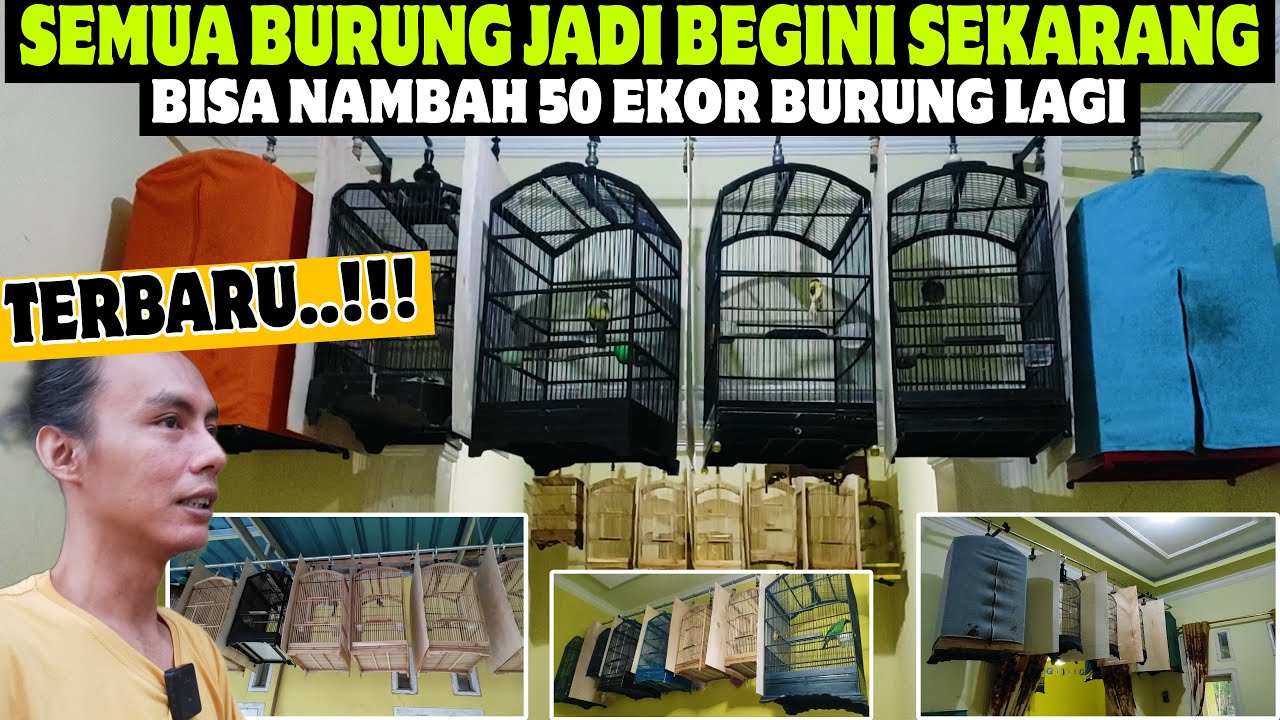 TERBARU ‼️ BEGINI SEKARANG KONDISI SEMUA BURUNG DI RUMAH KICAU QINARA BANYUWANGI
