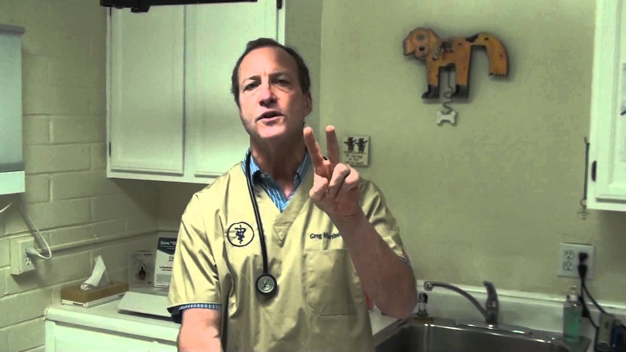 Tapeworms in a Cat