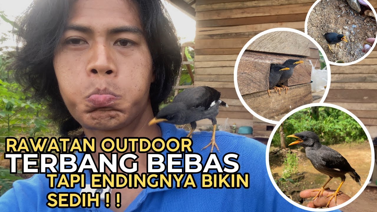 JINAK TOTAL❗️Begini Rawatan Burung Outdoor, Makan sendiri,Pulang Sendiri. TAPI ENDINGNYA BIKIN SEDIH