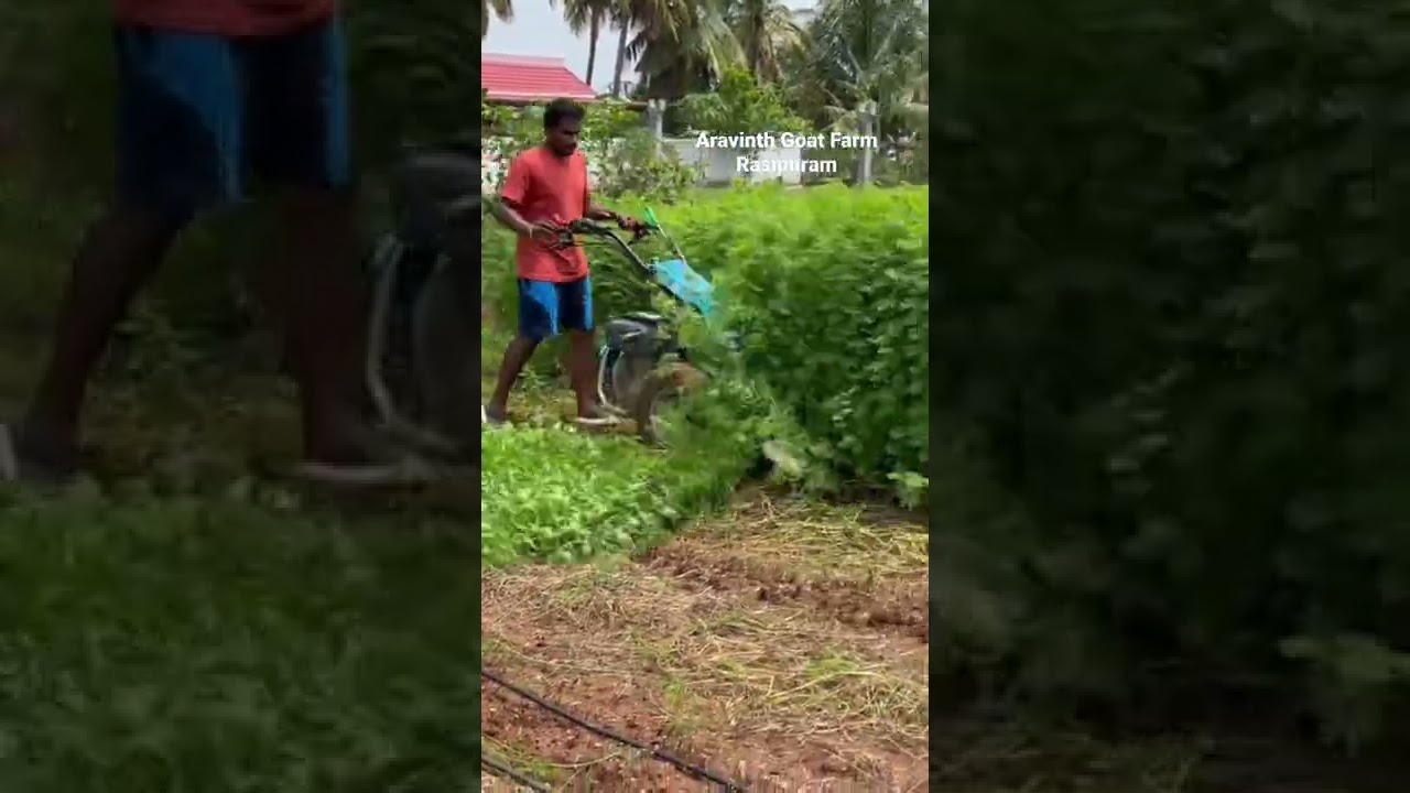 Velimasal harvesting with power weeder #goatfarming #goatfarm #boergoats #goat #goatfarmtamilnadu