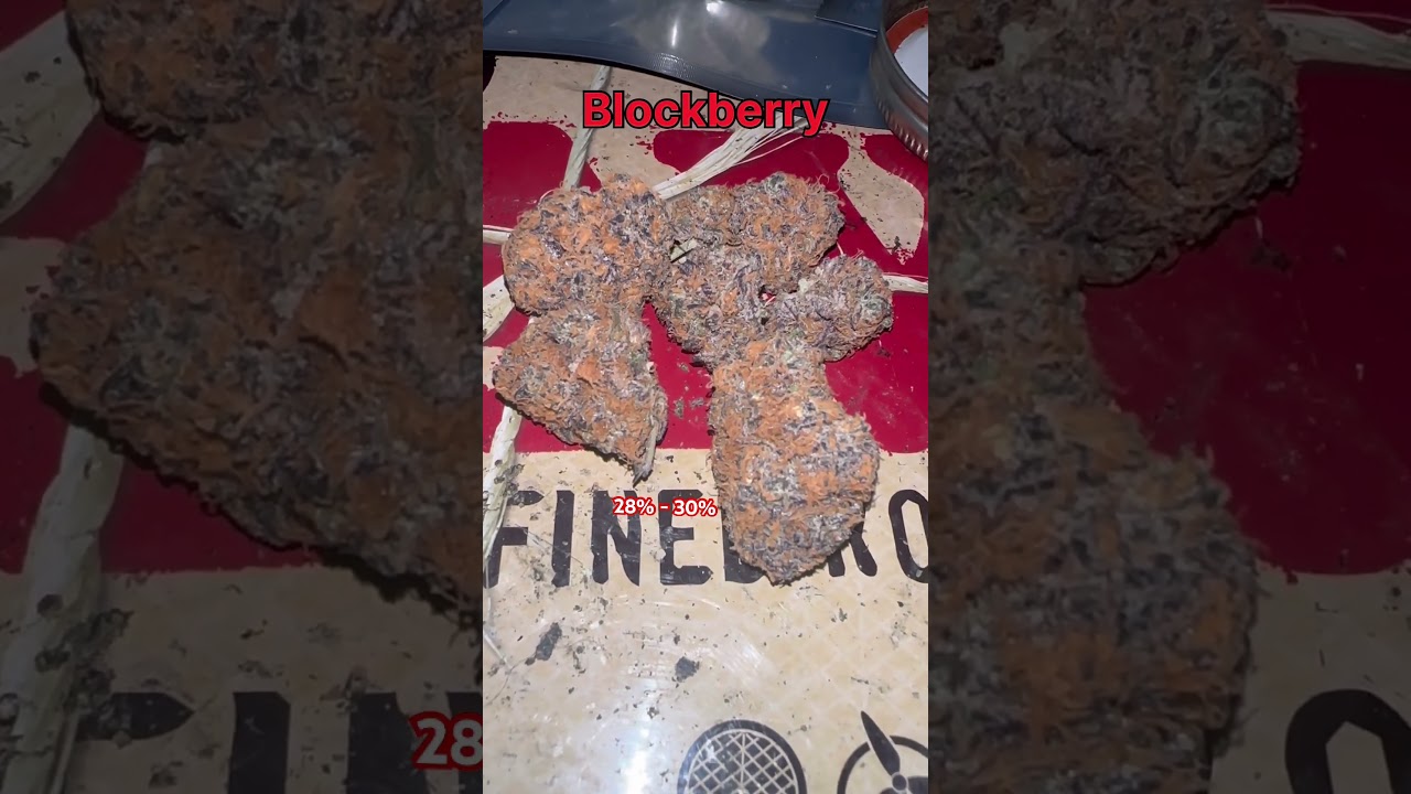 Blockberry Cannabis Flower Strain #cannabiseducation #strainreviews #420 #Blockberry