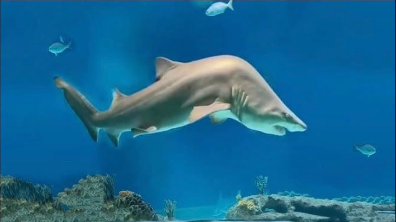 SHARK TORTURE