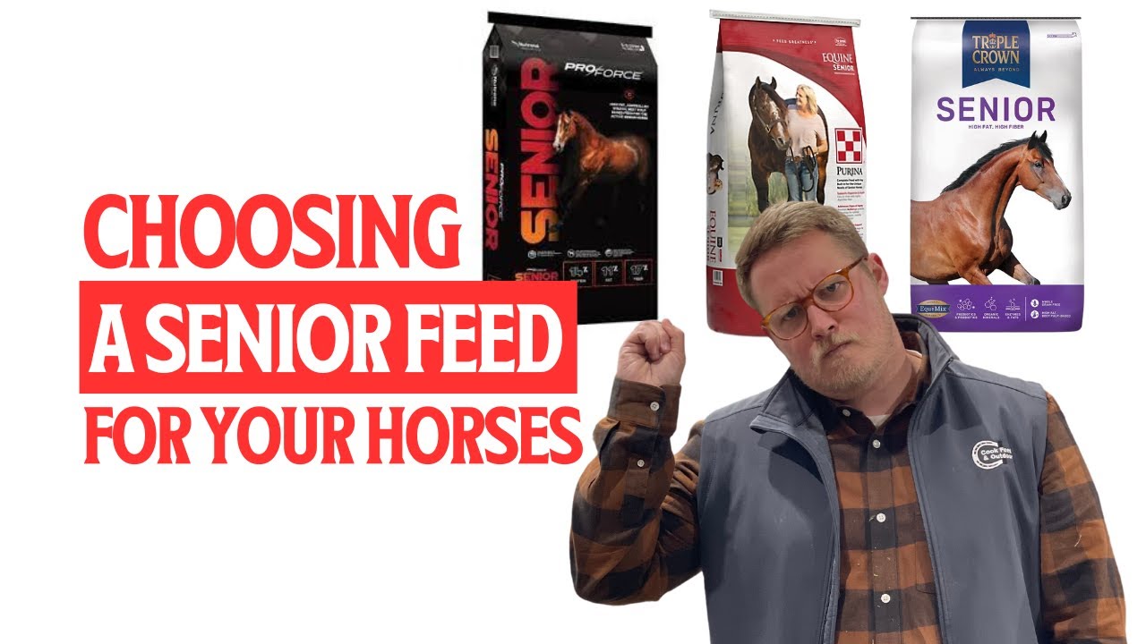 Choosing a Senior Feed for Your Horses