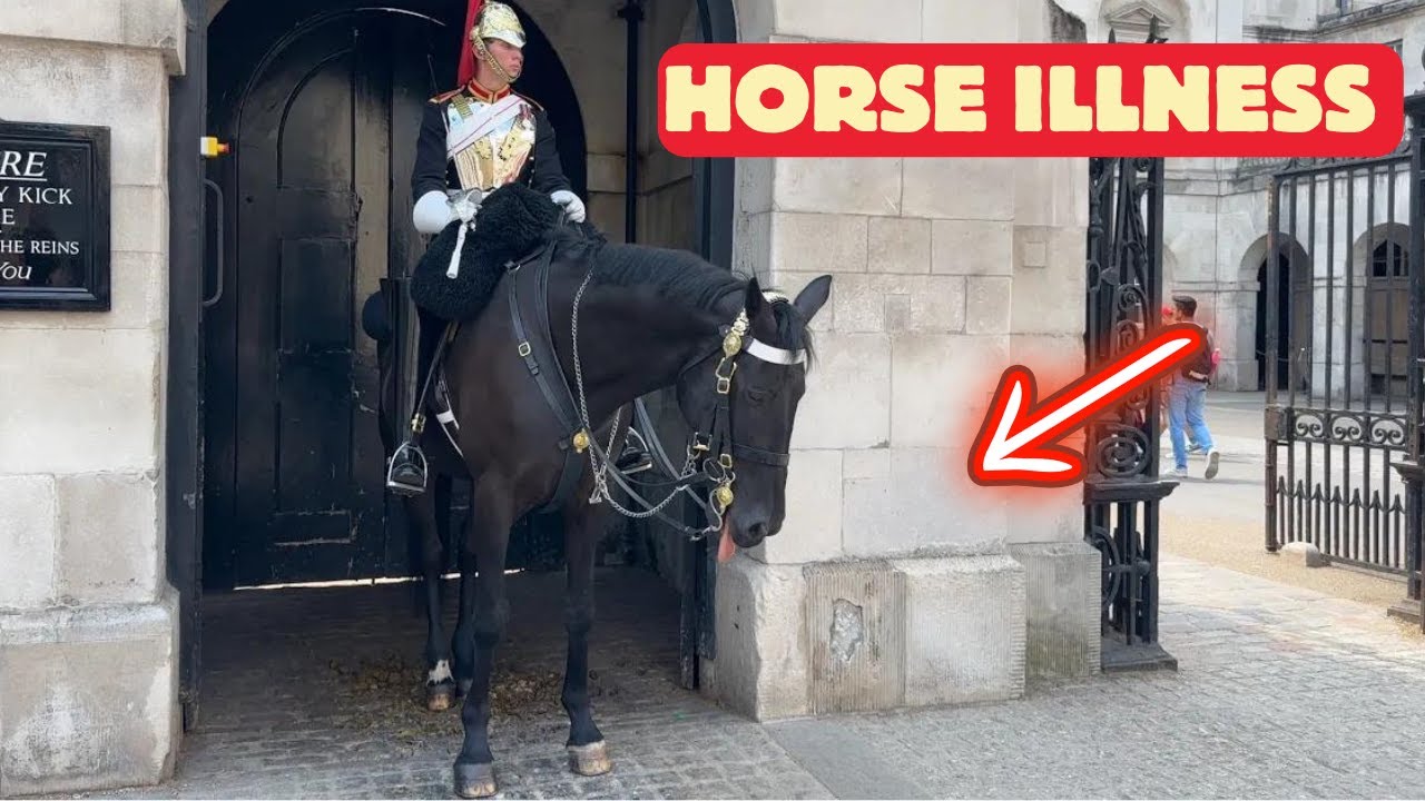 Worrying Signs: Horse Shows Signs of Illness Possibly Due This...
