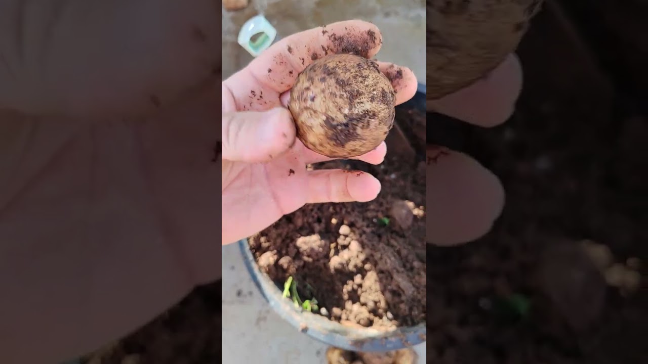 Cosechando las papas 