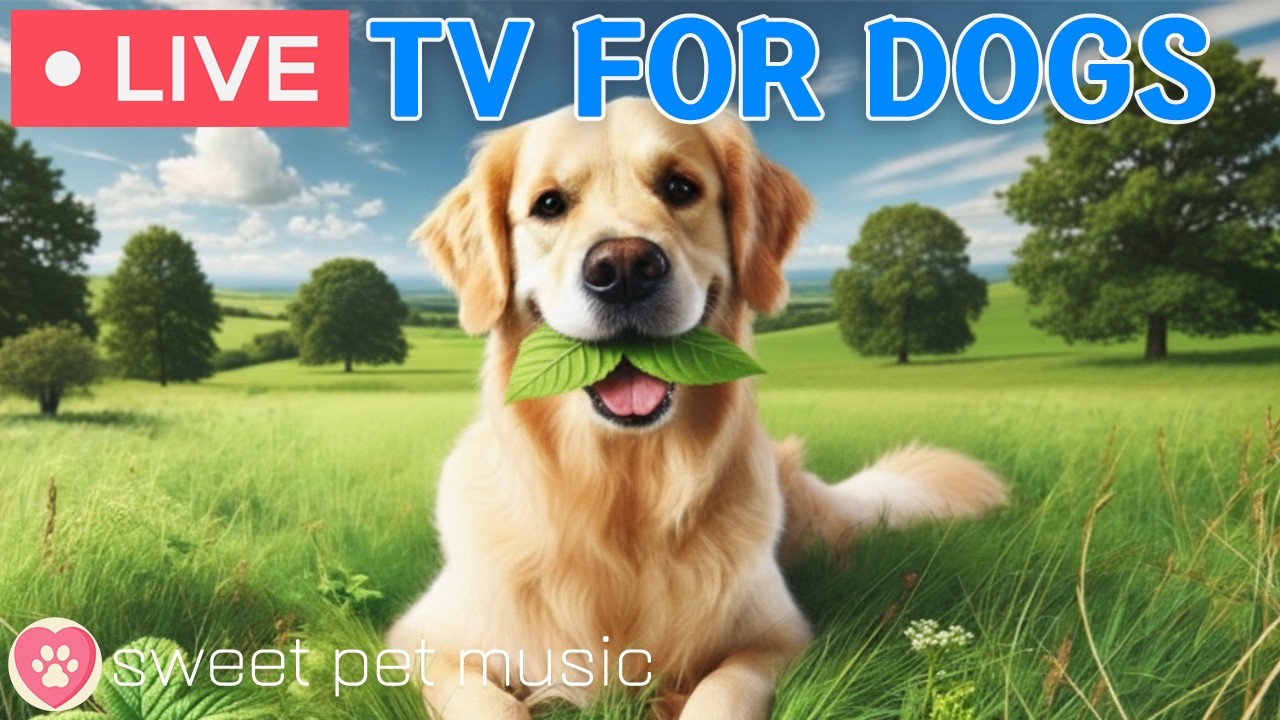 🔴24 Hours of Dog TV🎵🐶Calming Music for Dogs to Sleep🐶💕Relaxing Music to Ease Dog Anxiety and Stress