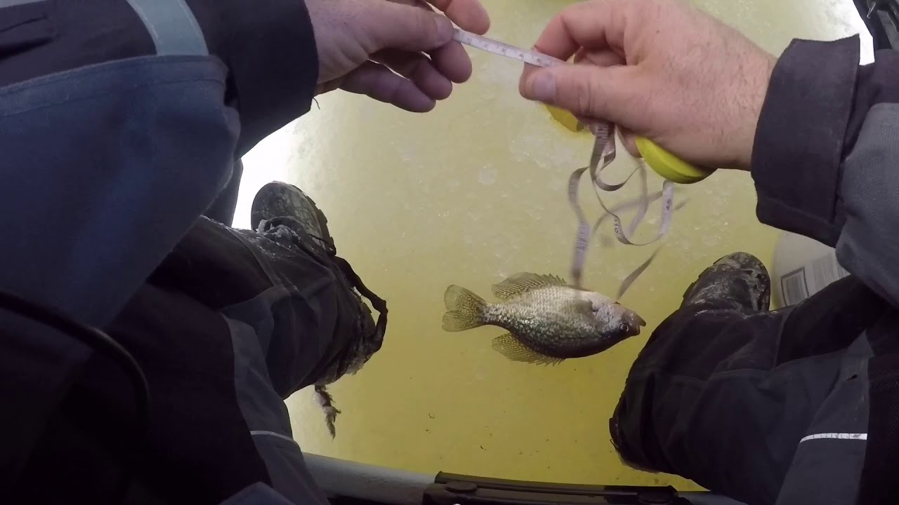 First ice, Connecticut River crappies, 2021.