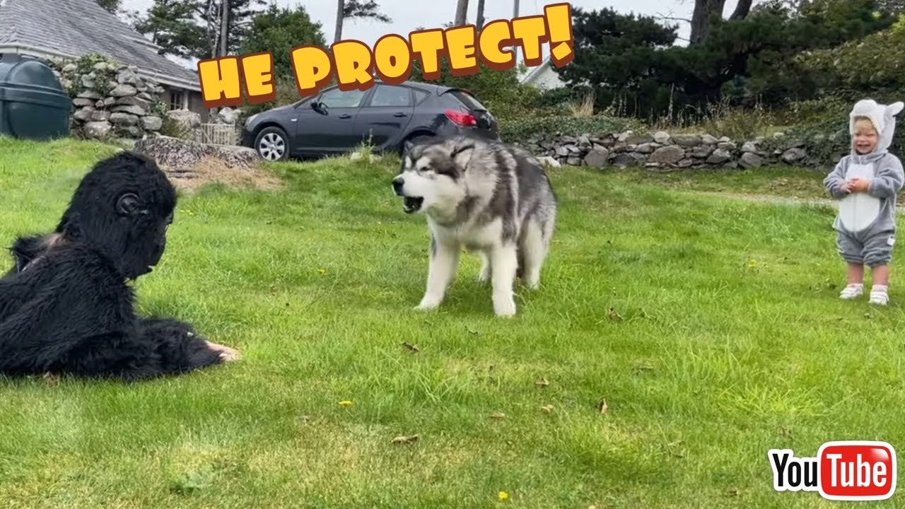 Malamute Protects From Giant Monkey Prank!! (And Even The Cat Too!)