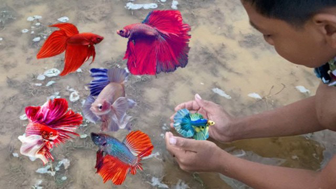 Amazing Hunting Wild Betta Caught All Lovely And Beautiful Fighting Rare Betta Fish!