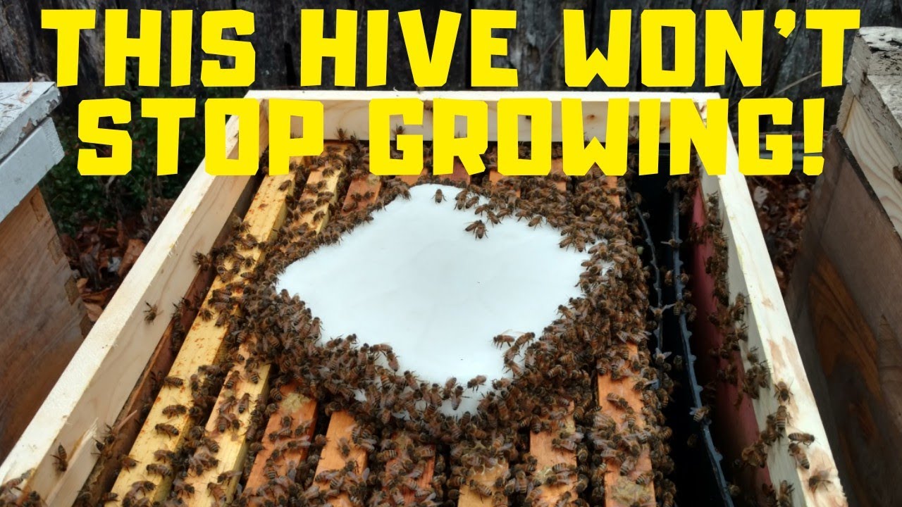 🔵Finding brood in December and also talking sugar brick recipe/thoughts on feed additives.