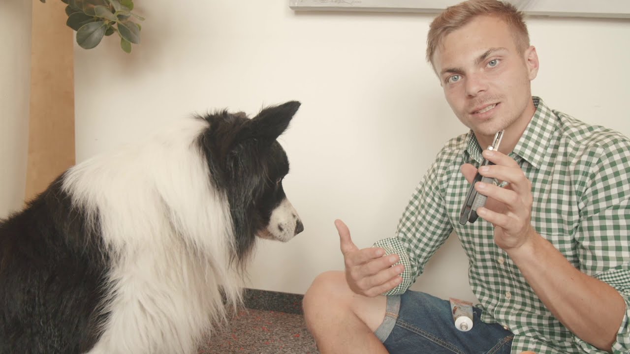 Bürsten und Krallen schneiden beim Hund