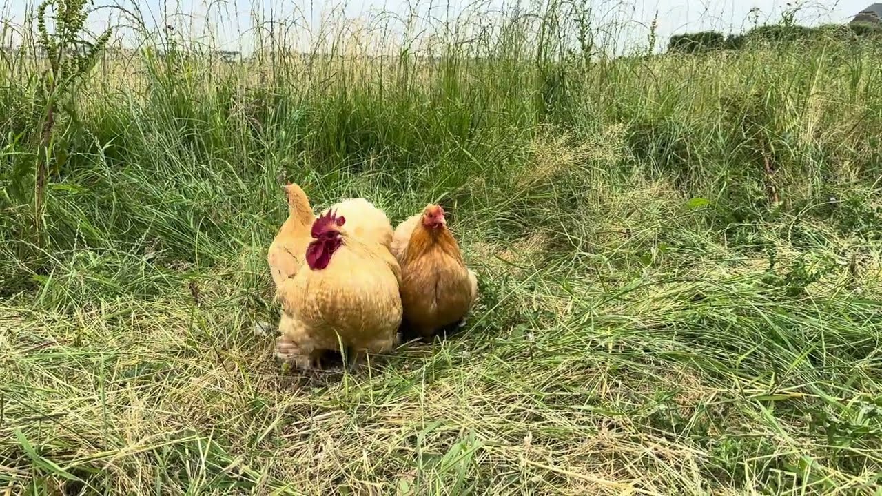 Volwassen Cochin Krielkippen in de Kleur Geelkoekoek - Te Koop bij De Kippenspecialist