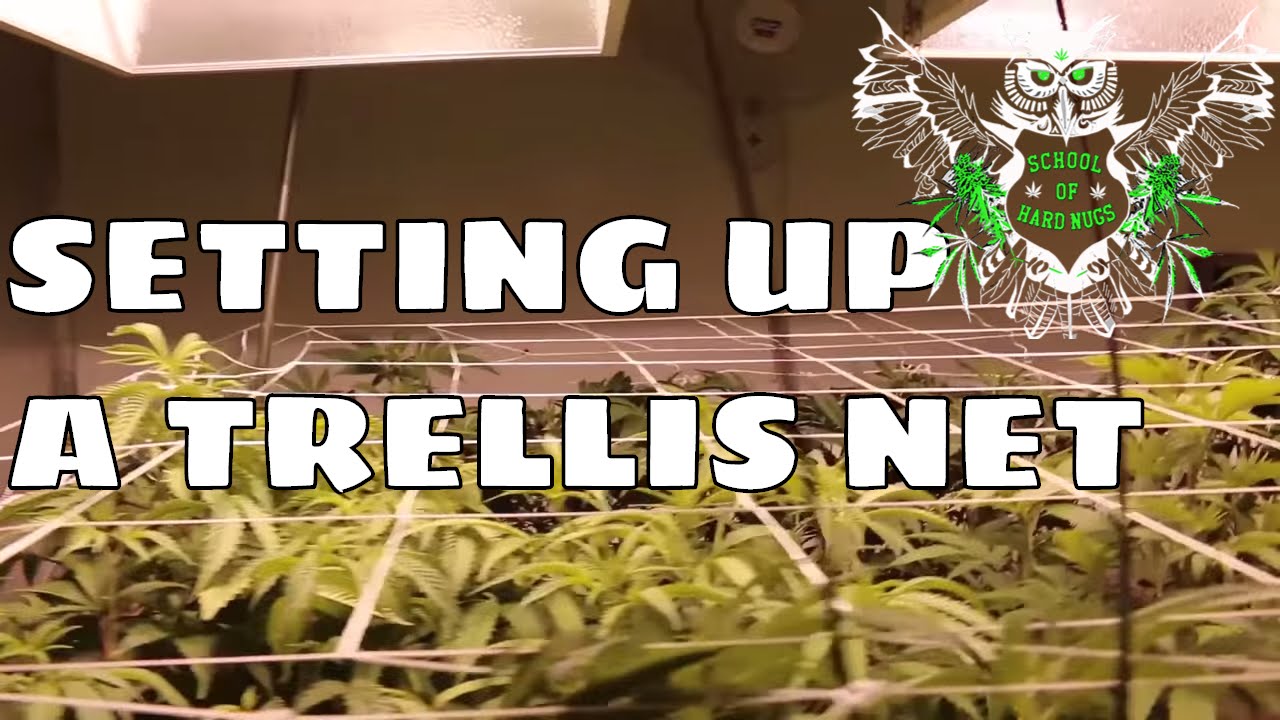 Setting Up A Trellis Net for an Increased Yield | Netting your Cannabis | Screen of Green