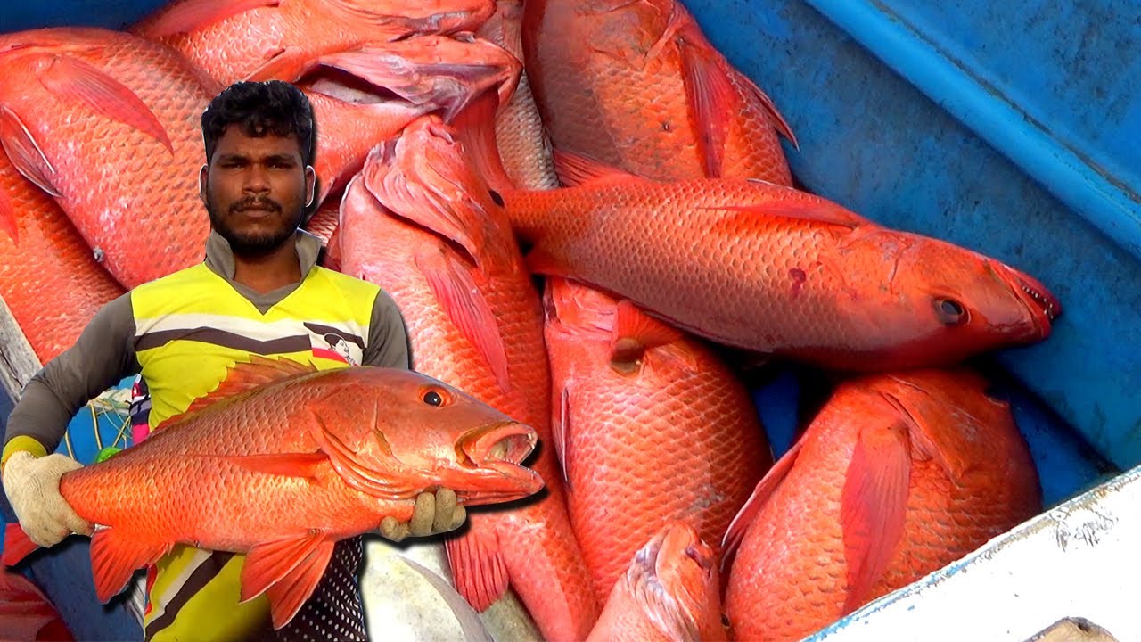 Monster Mangrove red snapper fishing Back to Back