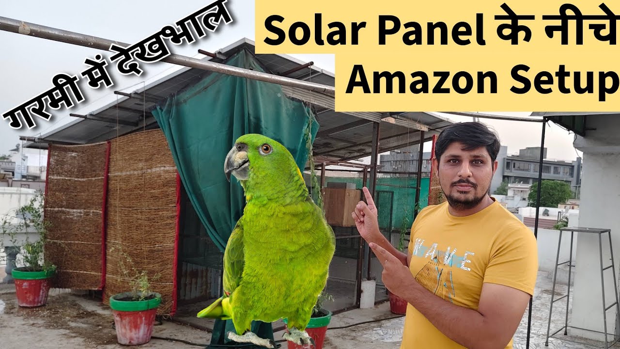 Amazon Parrot Breeding Setup in Ahmedabad | Summer Care | Cage and Box Size | Pet Guruji