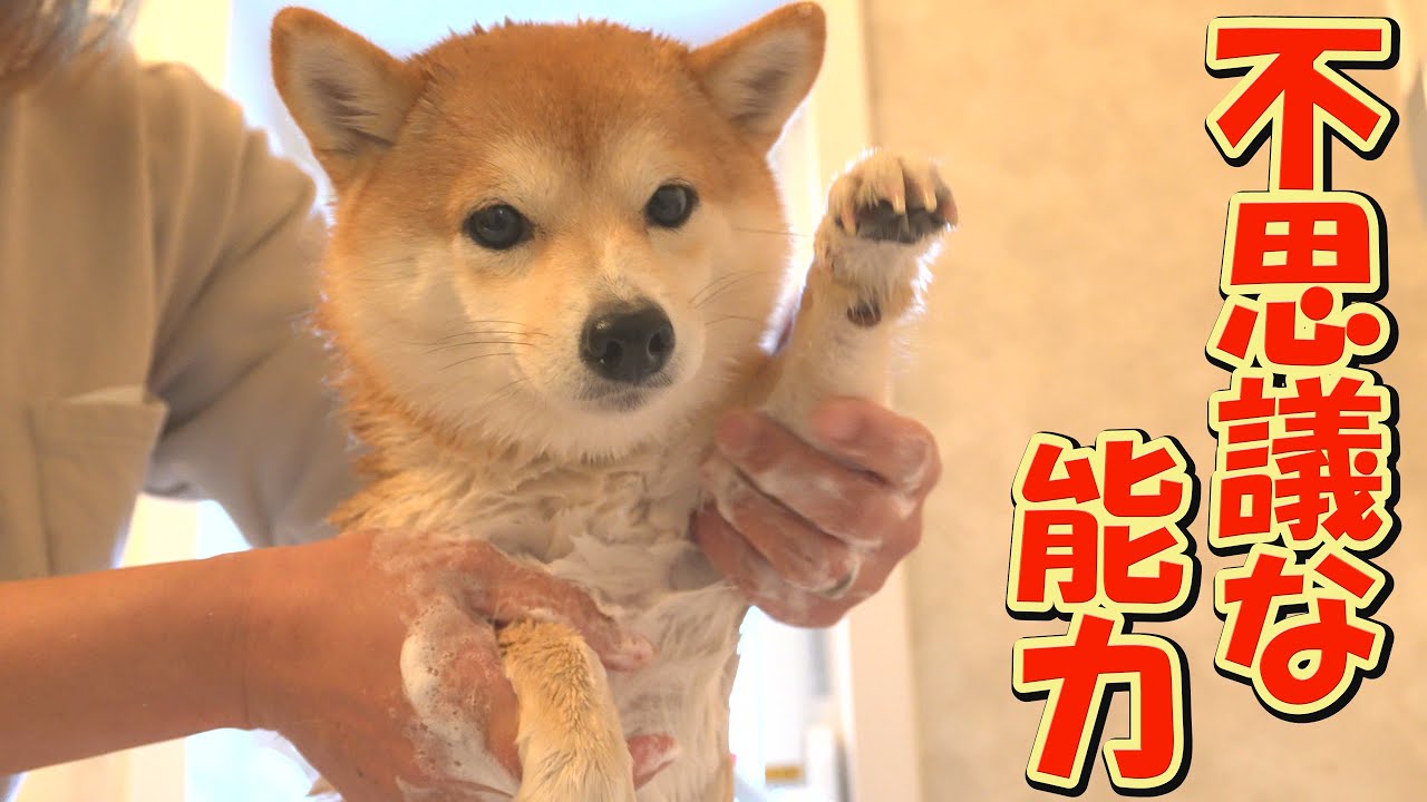 飼い主を困らせないように、絶妙なタイミングでヒートを迎え、そして終えた柴犬に鳥肌が立ちました。