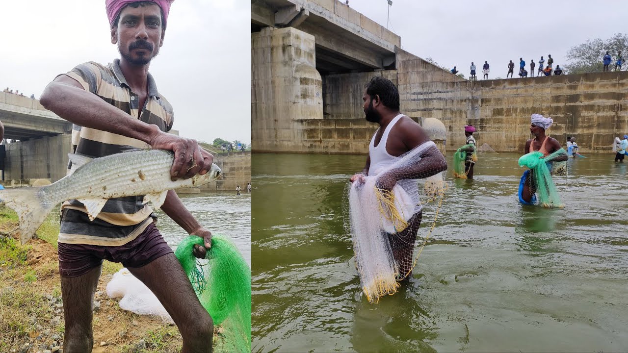 I have never seen such an amazing catch of fish | fishing video | village fishing #fishing #fish