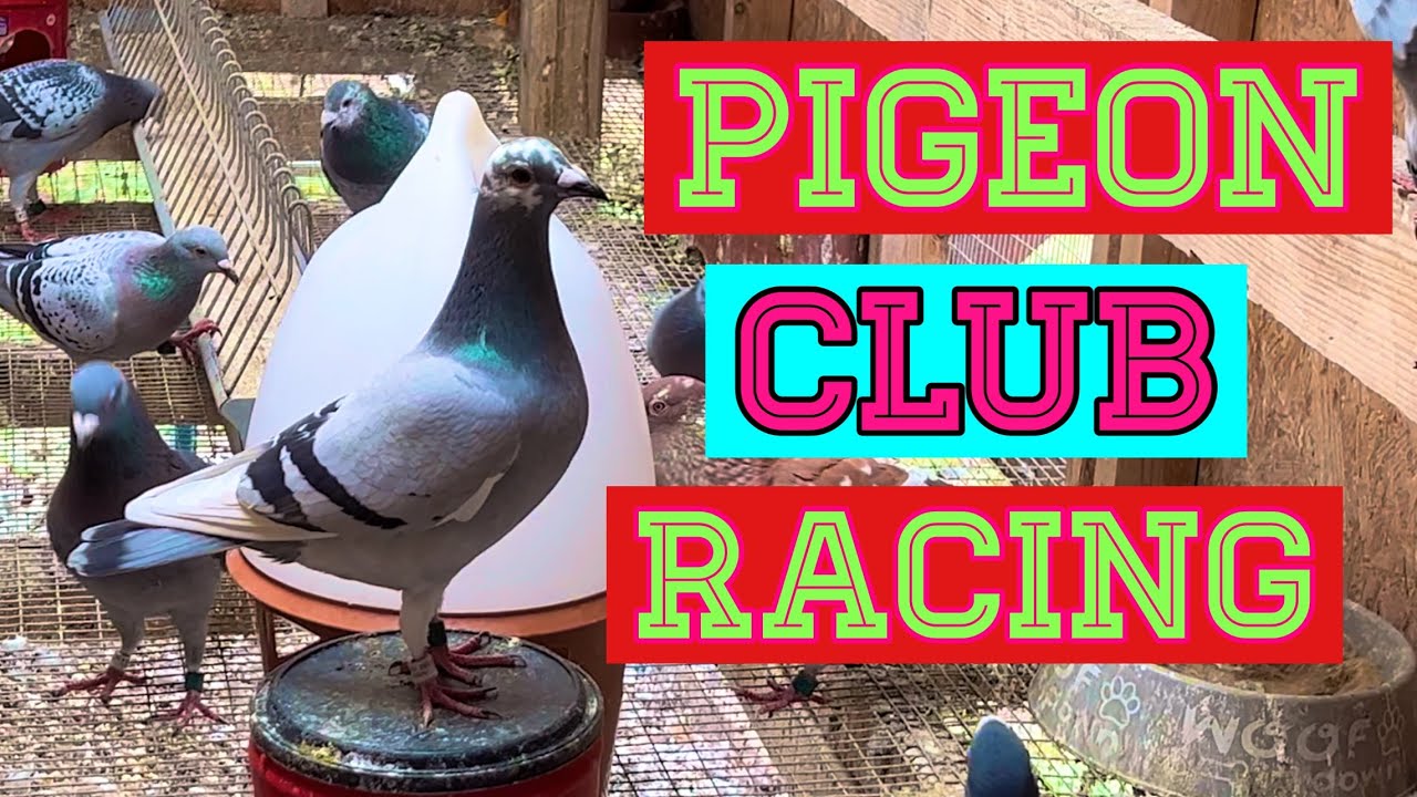 Racing pigeons update