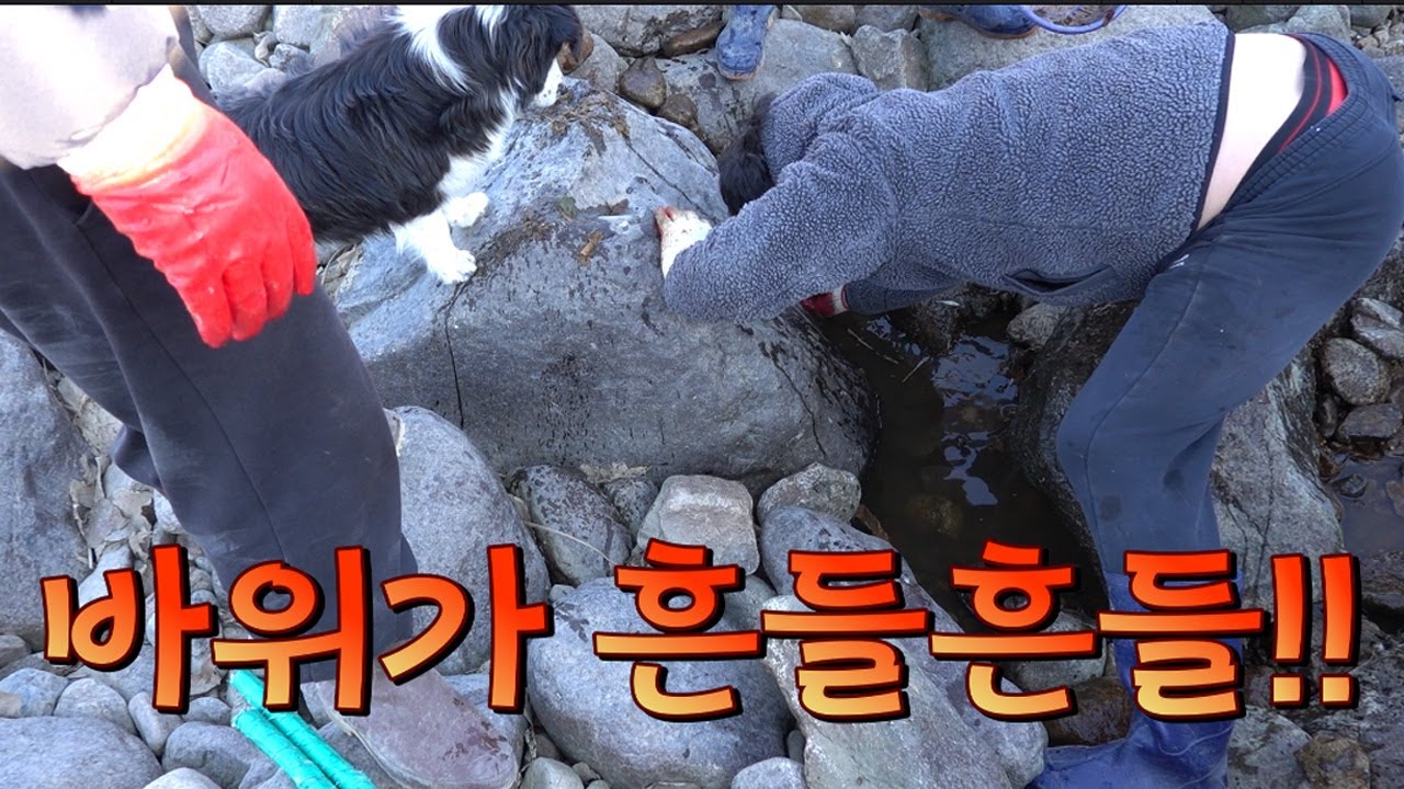 개울 바위에서 드르륵 드르륵 소리가난다! 빨리 잡아야 한다/Save the dying freshwater fish in the middle of winter!