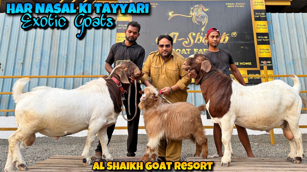 HEAVIEST BOER RECORD !! All EXOTIC Goat Breeds of AL SHAIKH Goat RESORT at One Place