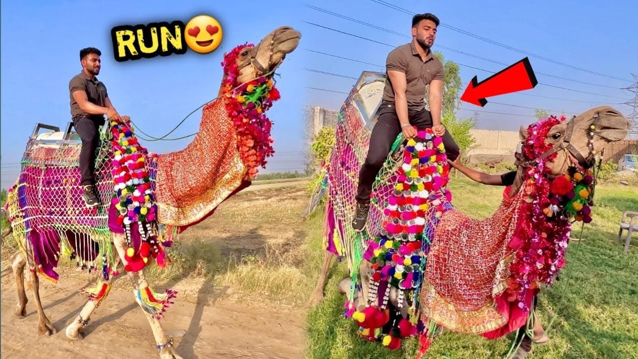 BIG CAMEL 🐫 Ko Bhaga Diya Aaj 😨