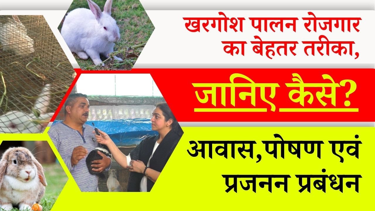 खरगोश पालन रोजगार का बेहतर तरीका, जानिए कैसे - Rabbit Farming Guide in India | Merafarmhouse