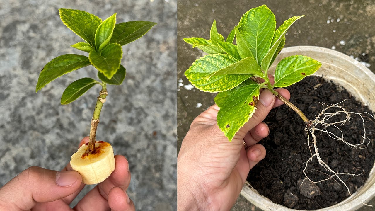 Just a few small steps I made hydrangeas take root