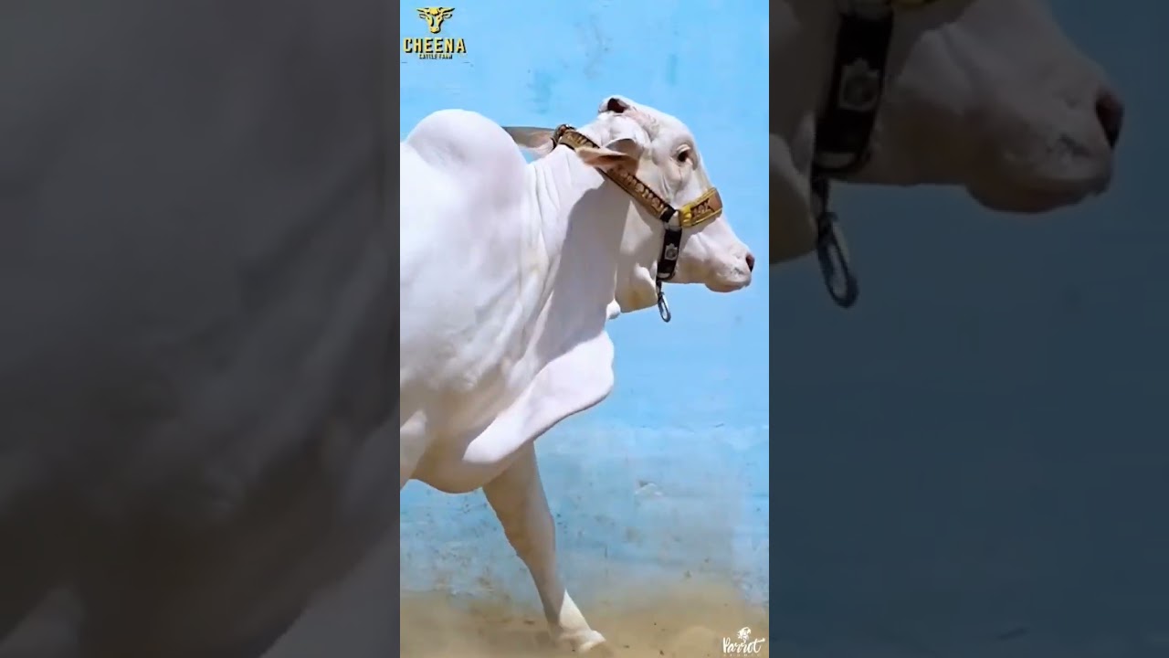 Presenting "SWEETY" ♥️😍❤️‍🔥🐄 