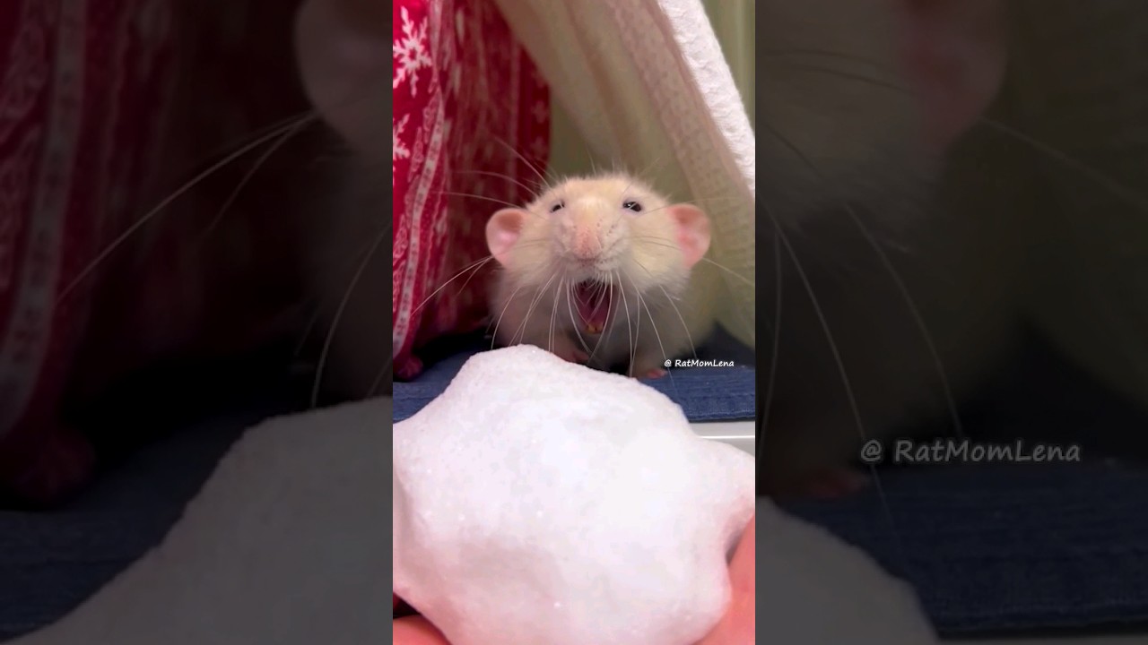 Pet Rats Reaction To Snow ❄️🐀 Rats see snow for the first time ☃️ #shorts #rats