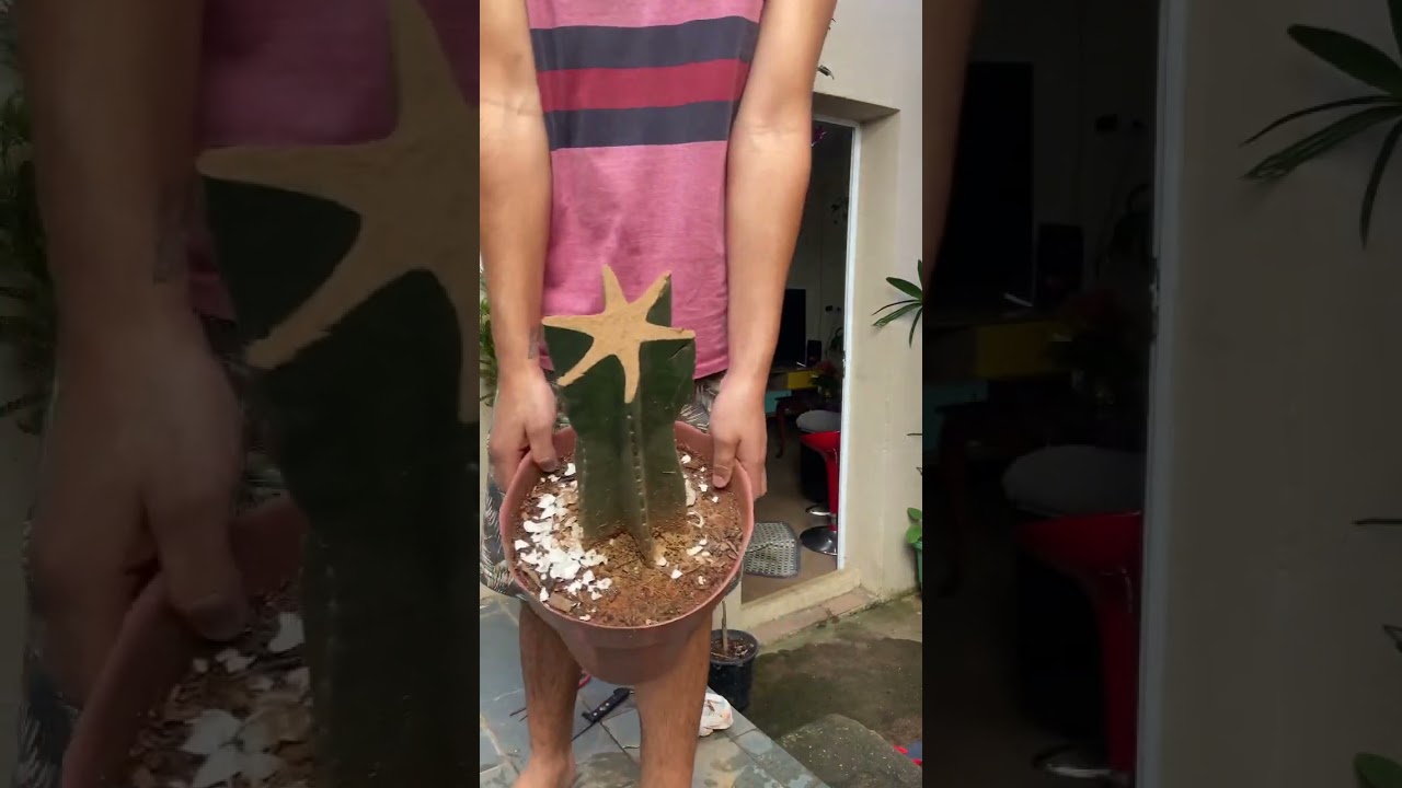 Cacto mandacaru 🌱