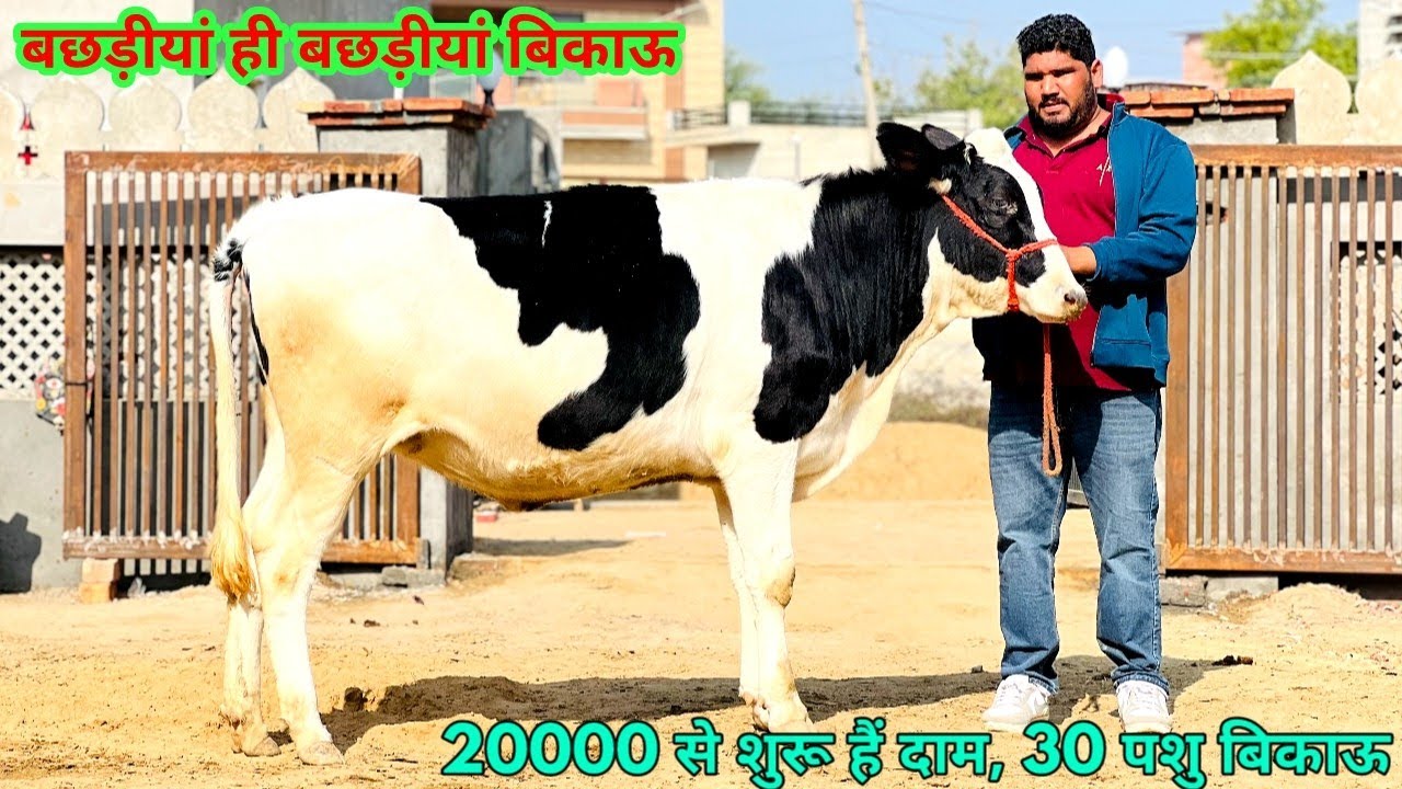 बछड़ीयां ही बछड़ीयां बिकाऊ, 20000 से शुरू हैं दाम। Low price Heifers nd Cows Available at SK Dairy