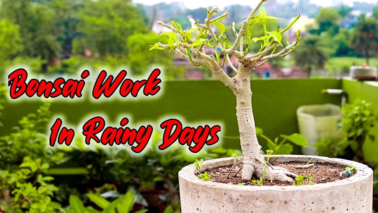 Bonsai work in rainy day