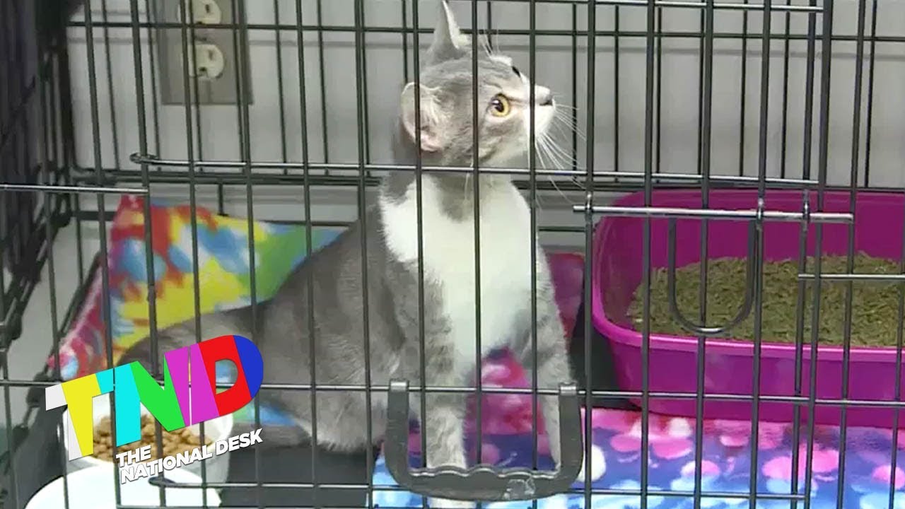 Box of kittens left on shelter's doorsteps