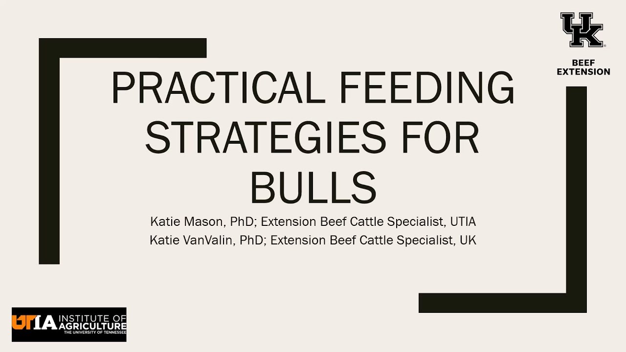 PRACTICAL FEEDING STRATEGIES FOR BULLS