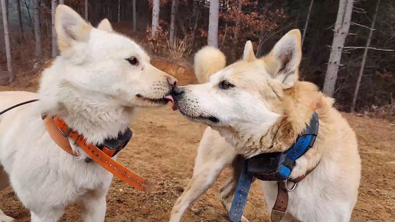 멋진 놈들..태양이와 구름이..별이로 인한 발정을 운동으로 푸는데..