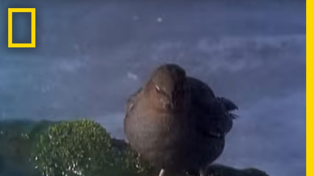 Underwater Diving Bird | National Geographic