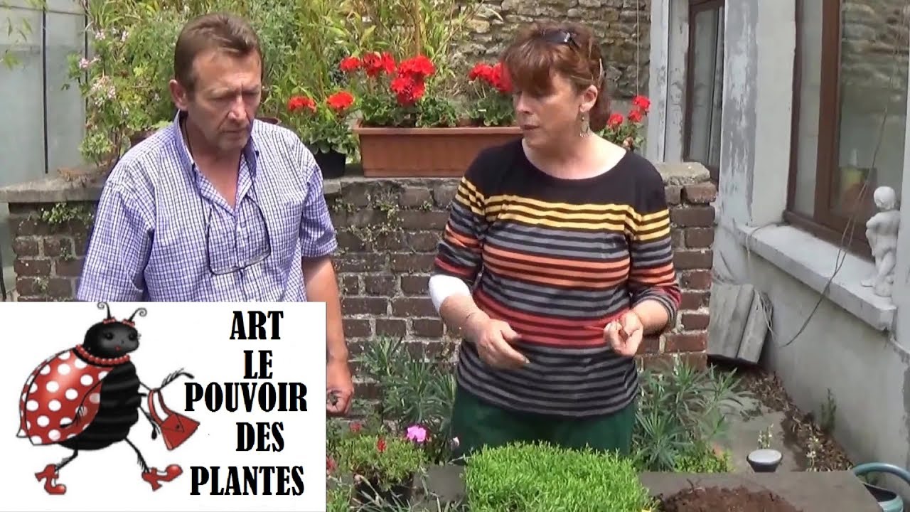 chaine de jardin:Comment faire un Semis et repiquage d'oeillet mignardise et deltoïde