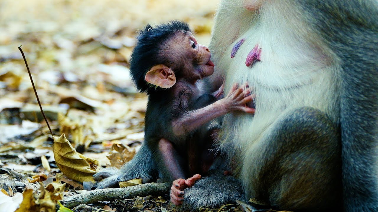 Baby Monkey Bessie is So Hungry! Why Won’t Mom Feed Her?