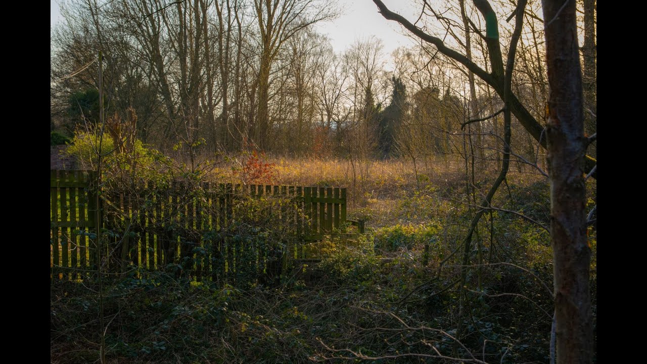 A collection of early Spring WOODLAND PHOTOGRAPHY