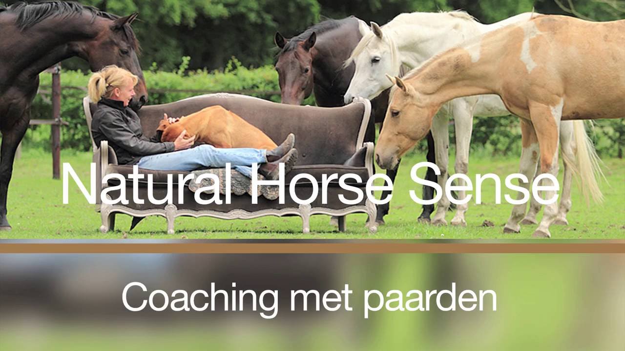 Coaching met paard, paardencoaching