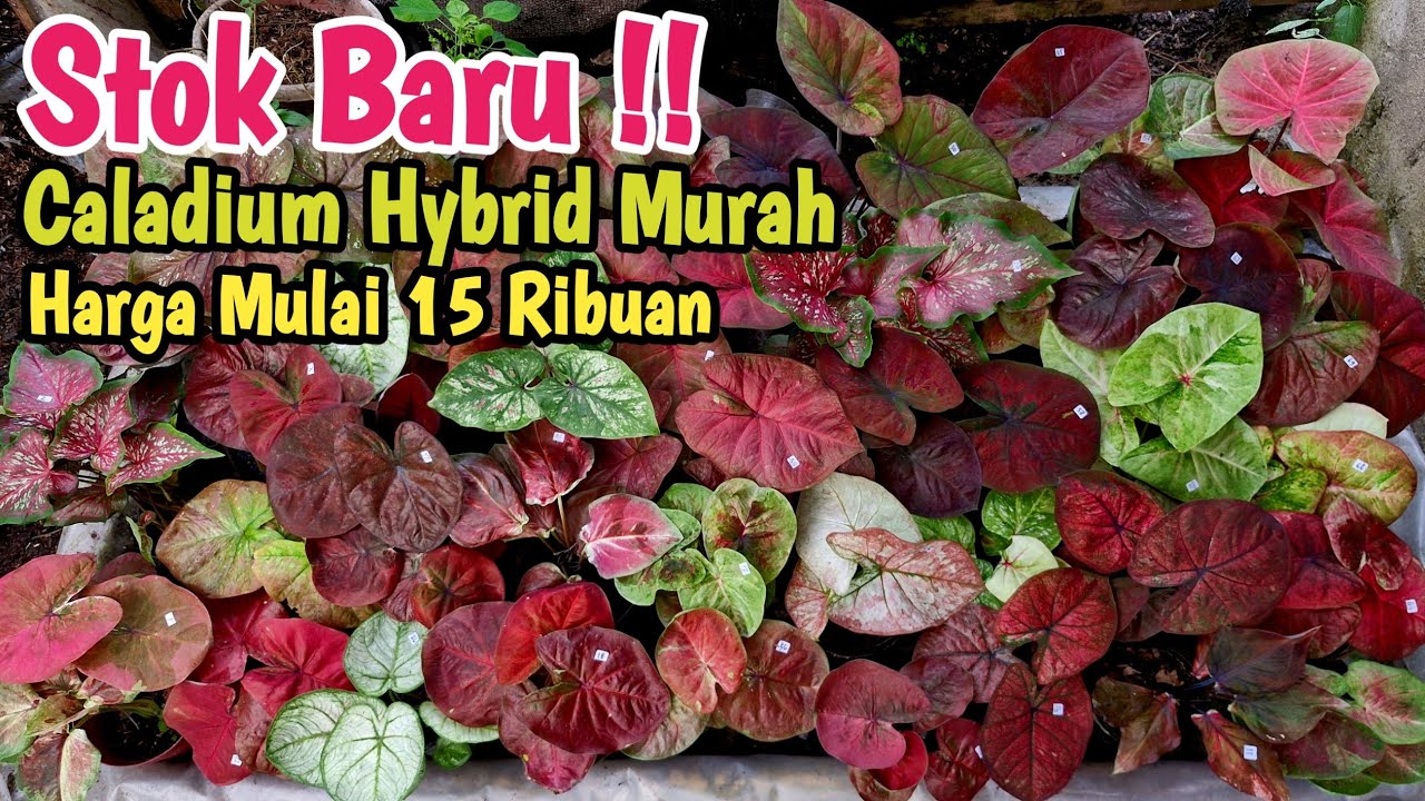Stok Baru !! Caladium Hybrid Murah Part#596