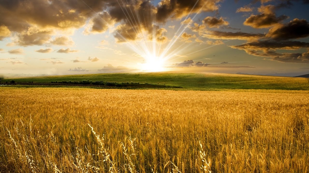 Hitbodedut (Meditation) in the fields in the summer