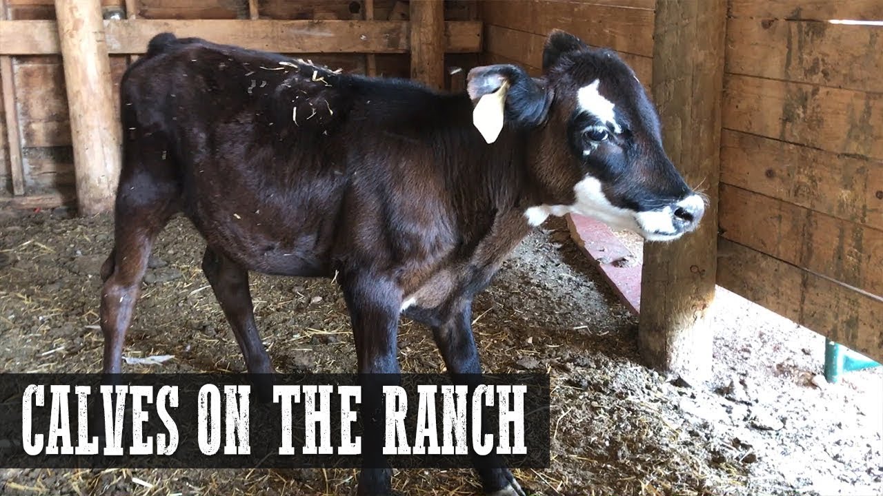 Calves on the Ranch