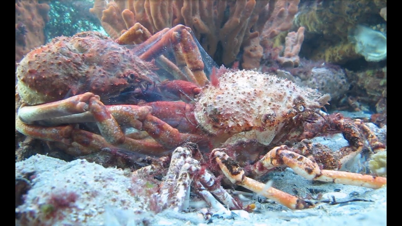 CRAB REBIRTHS OUT OF ITS OWN BUTT aka Australian Giant Spider Crab Moulting June 2020