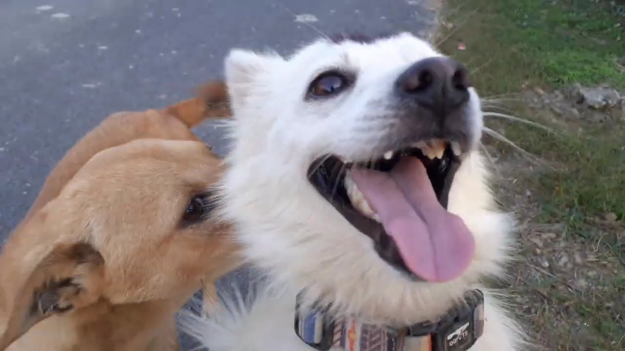 Playful friendly dogs