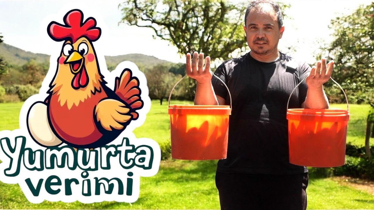 YENİ TAVUKLARIMIZDA % KAÇ VERİMDEYİZ.??