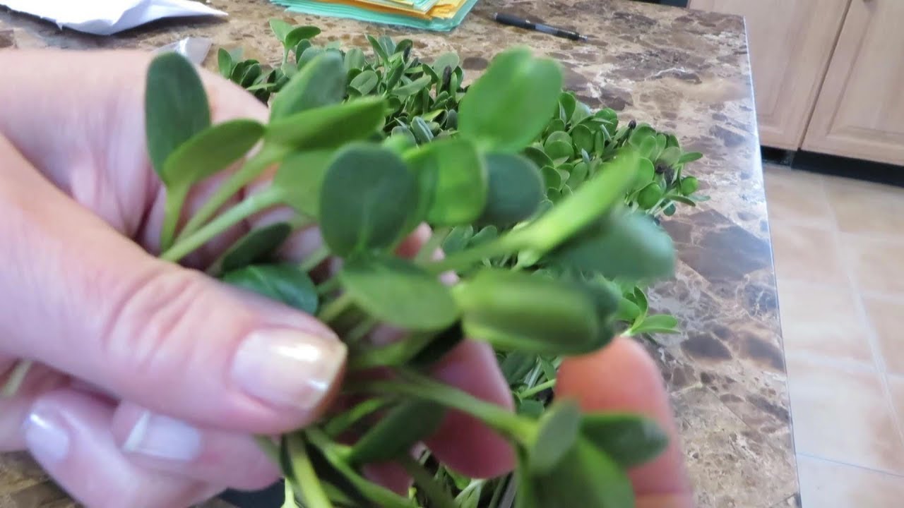 How to Grow Sunflower Sprouts and Microgreens