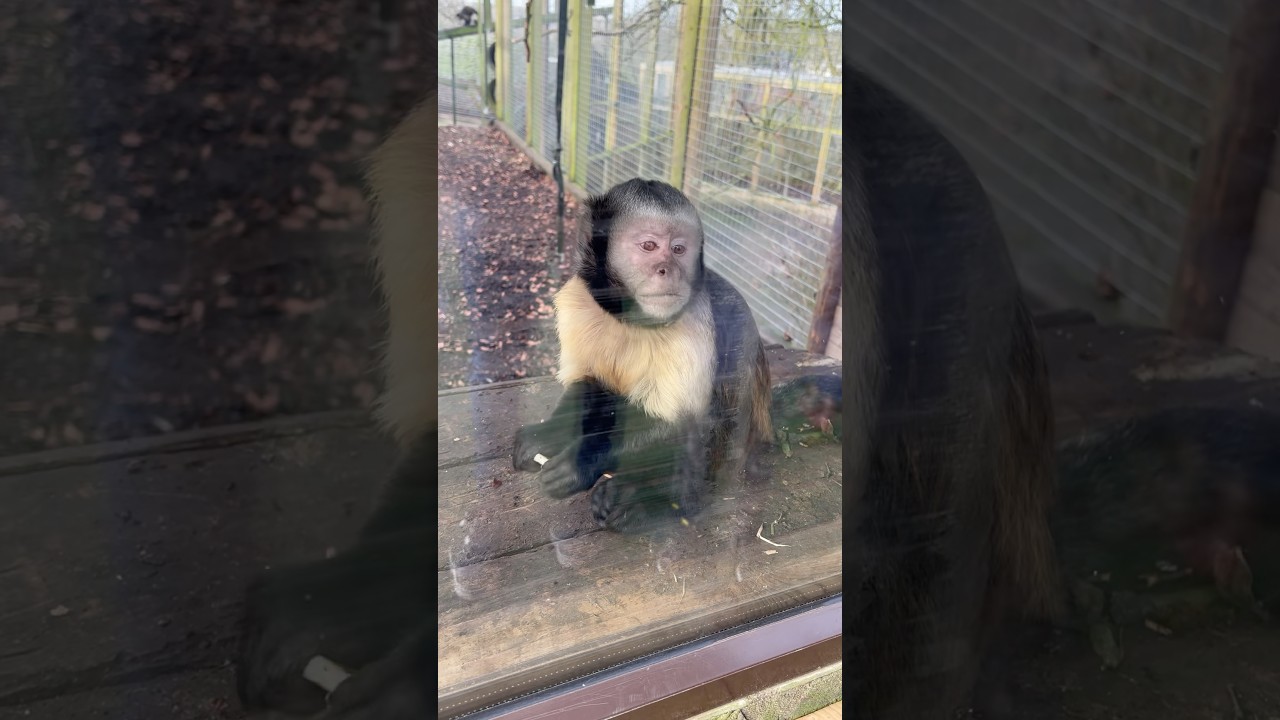 Dudley zoo and castle #monkey#unitedkingdom
